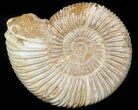 Perisphinctes Ammonite - Jurassic #45409-1